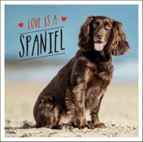Love is a Spaniel - A Dog-Tastic Celebration of the World's Most Lovable Breed (Ellis Charlie)(Pevná vazba)