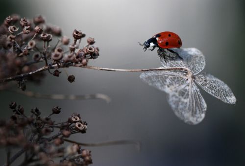 Ellen van Deelen Umělecká fotografie Ladybird on hydrangea., Ellen van Deelen, (40 x 26.7 cm)