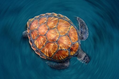 Sergi Garcia Umělecká fotografie Spin Turtle, Sergi Garcia, (40 x 26.7 cm)