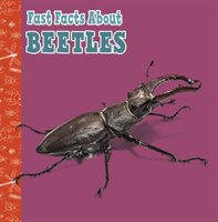 Fast Facts About Beetles (Garstecki-Derkovitz Julia)(Paperback / softback)