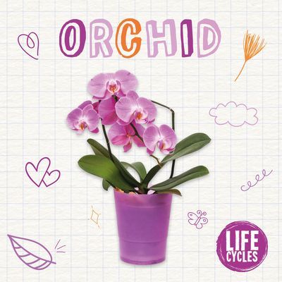 Orchid (McHale Brenda)(Paperback / softback)