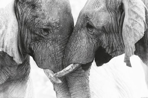 POSTERS Plakát, Obraz - Elephant - Touch, (120 x 80 cm)