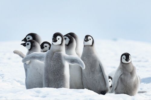 POSTERS Plakát, Obraz - Penguins - Family, (120 x 80 cm)