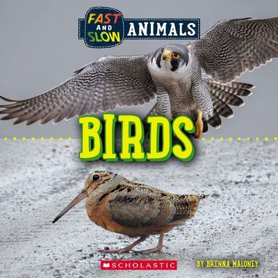 Fast and Slow: Birds (Wild World) (Maloney Brenna)(Paperback)