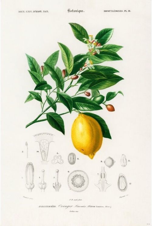 CLOSE UP Plakát, Obraz - Charles Dessalines d’Orbigny - Citrus Limonium, (91.5 x 61 cm)