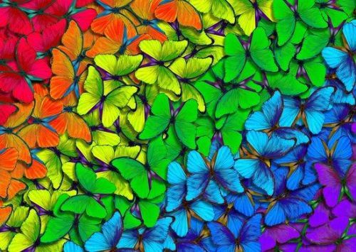 ENJOY Puzzle Duhoví motýlci 1000 dílků