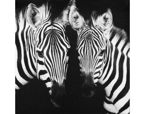 Obraz na plátně Zebry, 50x50 cm