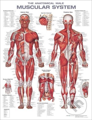 The Anatomical Male Muscular System Anatomical Chart - Wolters Kluwer Health