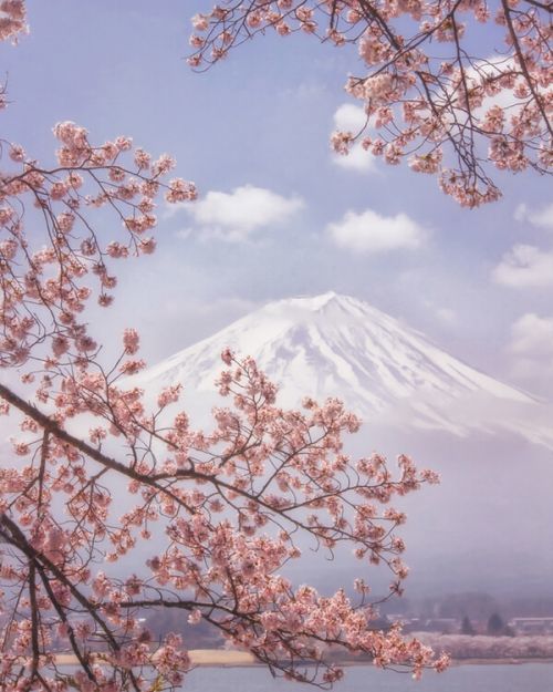 Makiko Samejima Umělecká fotografie Mt. Fuji in the cherry blossoms, Makiko Samejima, (30 x 40 cm)