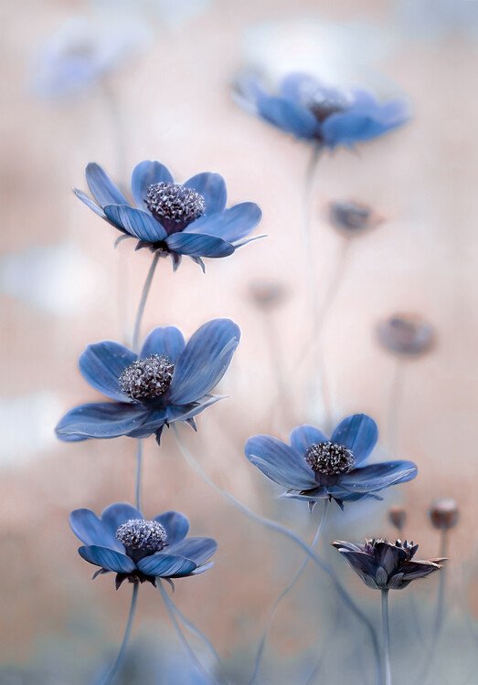 Mandy Disher Umělecká fotografie Cosmos blue, Mandy Disher, (26.7 x 40 cm)