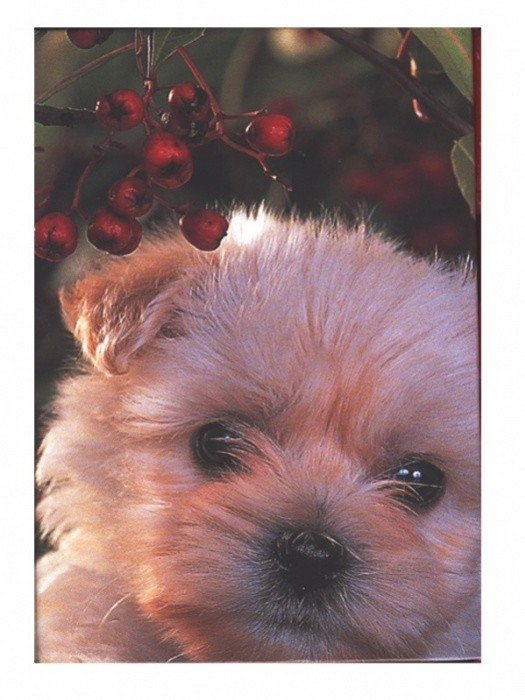 Hospa Karis blok A6 lamino s potiskem, různé motivy