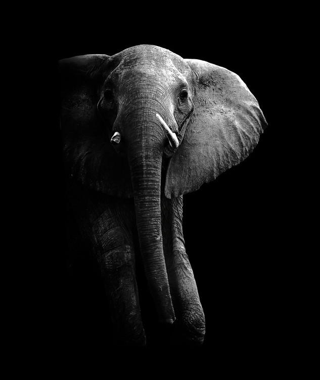 WildPhotoArt Umělecká fotografie Elephant!, WildPhotoArt, (35 x 40 cm)
