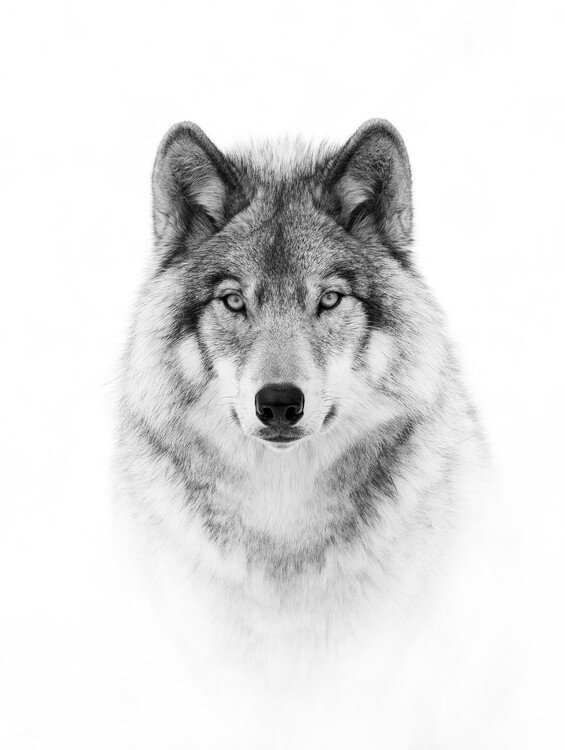 Jim Cumming Umělecká fotografie Portrait of a Timber Wolf, Jim Cumming, (30 x 40 cm)