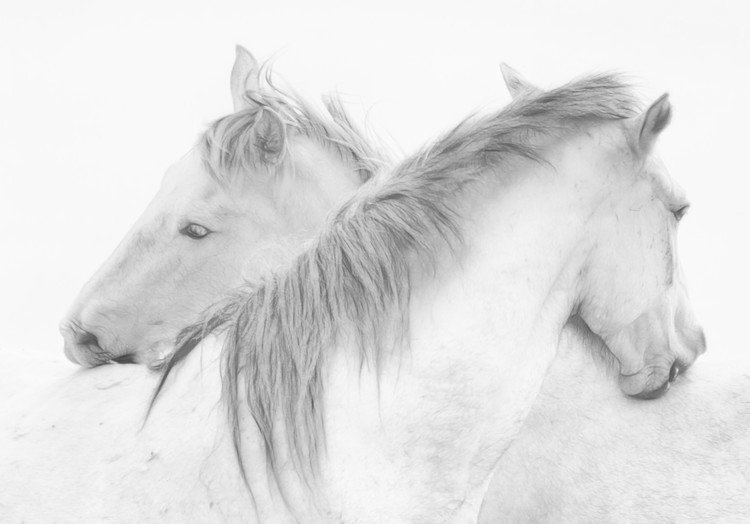 marie-anne	stas Umělecká fotografie Horses, marie-anne	stas, (40 x 26.7 cm)