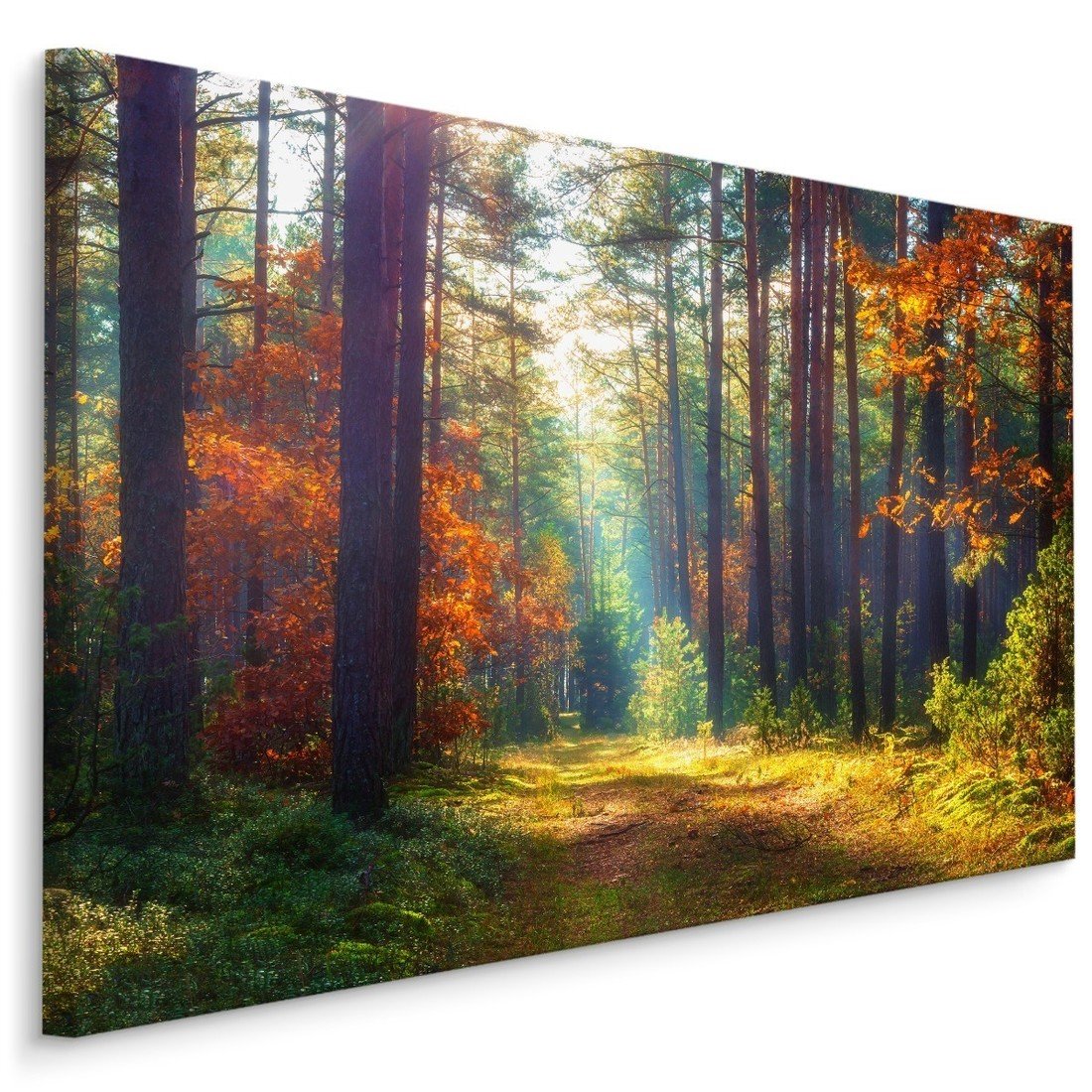 MyBestHome BOX Plátno Podzimní Les V Ranním Slunci Varianta: 30x20