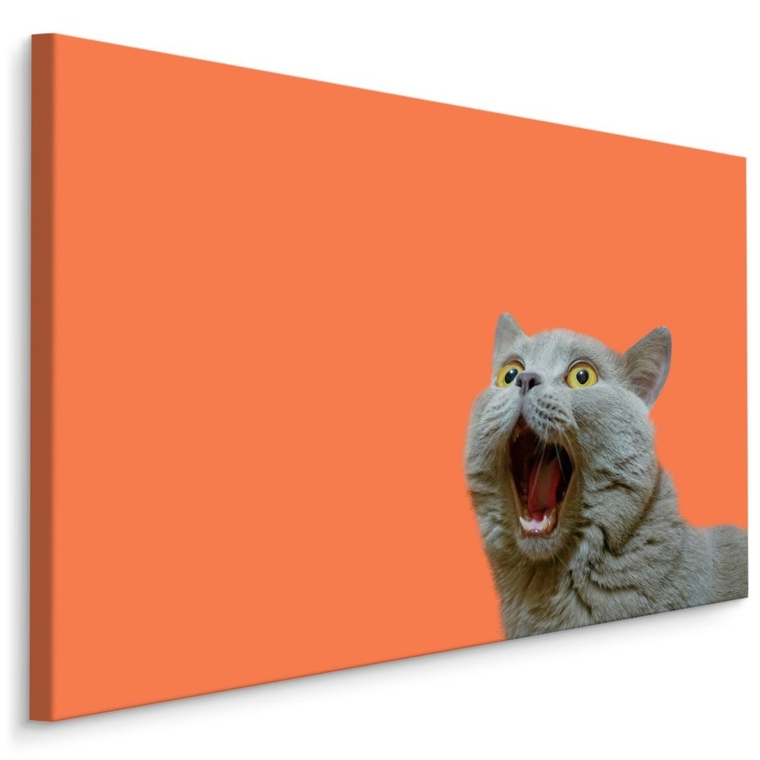 MyBestHome BOX Plátno Britská Kočka Na Oranžovém Pozadí Varianta: 30x20