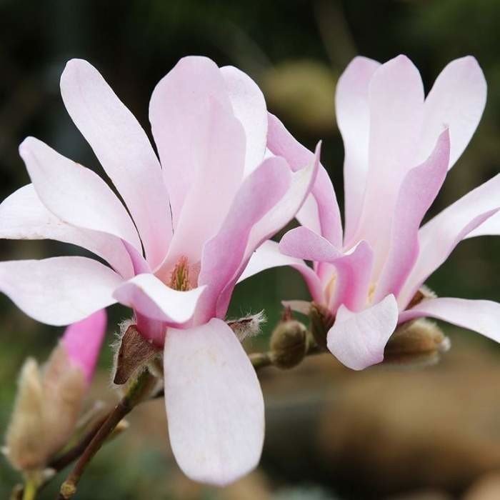 Magnolie Loebnerova 'Leonard Messel' květináč 10 litrů, výška 80/100cm, keř