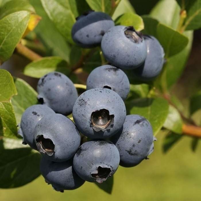 Kanadská borůvka 'Bluecrop' kmínek 50cm, květináč 10 litrů, částečně samosprašná