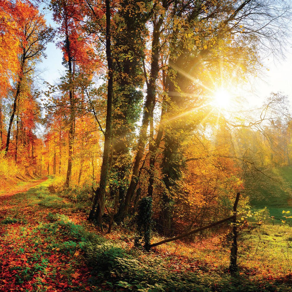 OBRAZ NA SKLE, krajina & příroda, 30/30/1,40 cm