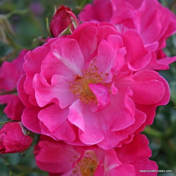 Růže Kordes 'Hotline®' květináč 5 litrů