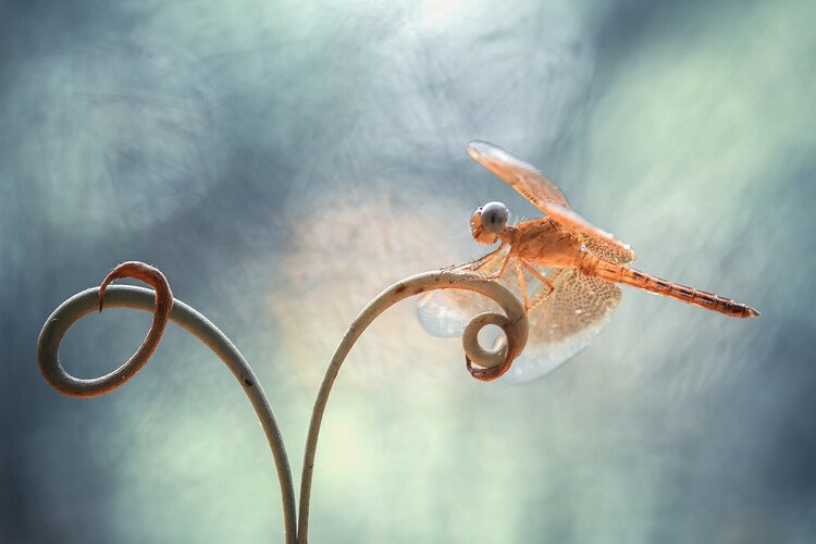 Abdul Gapur Dayak Umělecká fotografie Gold Dragonfly on Tendril, Abdul Gapur Dayak, (40 x 26.7 cm)