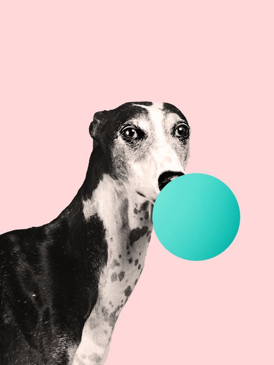 Finlay & Noa Ilustrace bubblegumdog, Finlay & Noa, (30 x 40 cm)