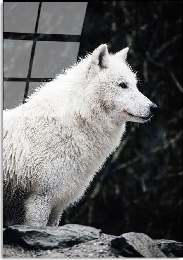 Skleněný obraz 70x100 cm White Wolf – Wallity