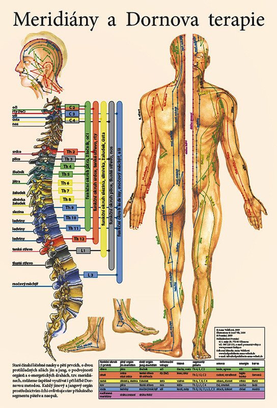 Vydavatelství Poznání Anatomická mapa - Meridiány a Dornova terapie