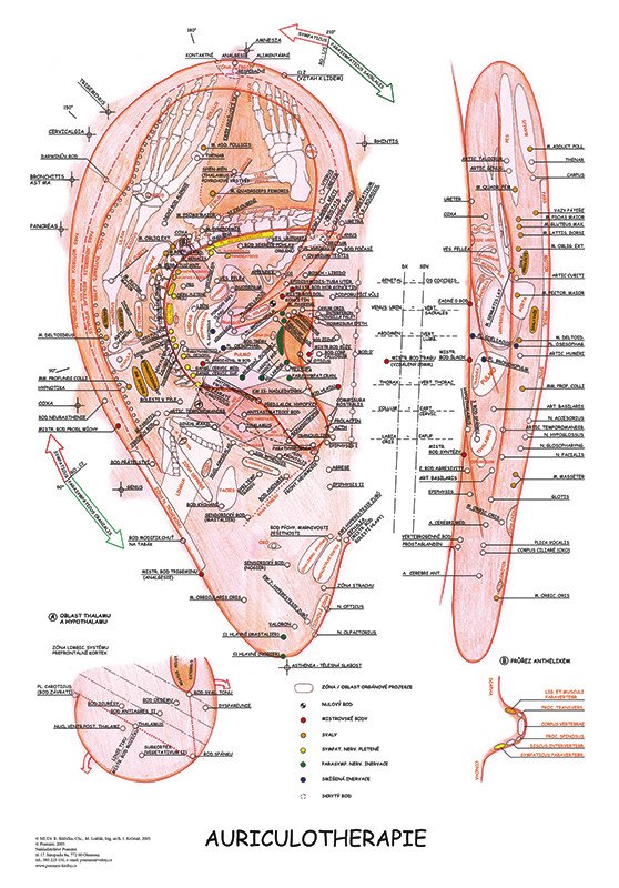 Vydavatelství Poznání Anatomická mapa - Aurikuloterapie
