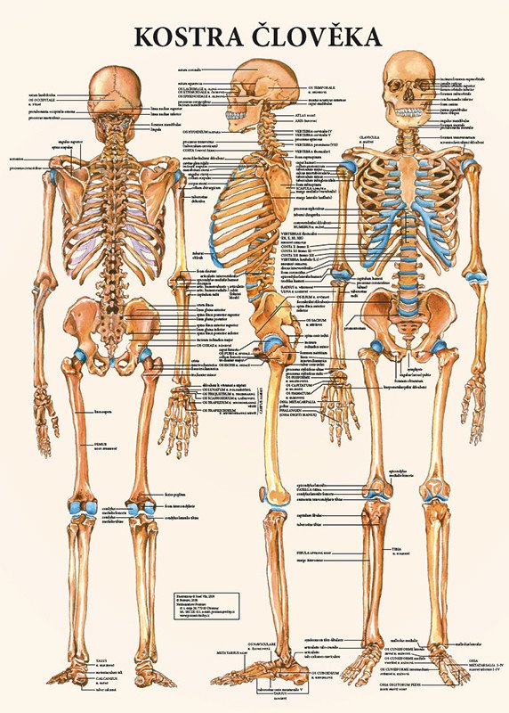 Vydavatelství Poznání Anatomická mapa - Kostra člověka