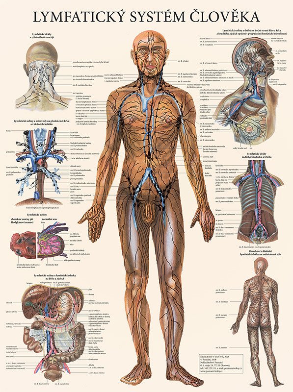 Vydavatelství Poznání Anatomická mapa - Lymfatický systém člověka
