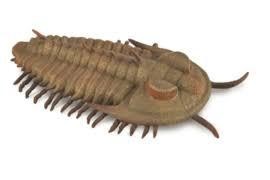 Redlichia Rex trilobit