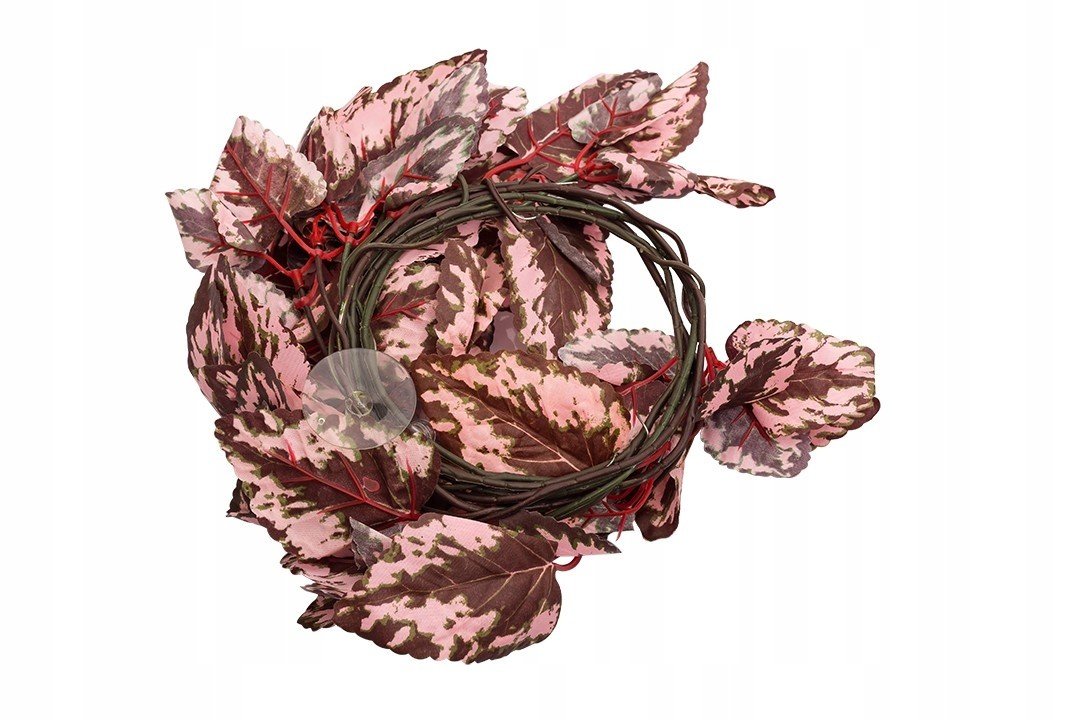 Závěsná Rostlina Pro Všechny Druhy Terárií