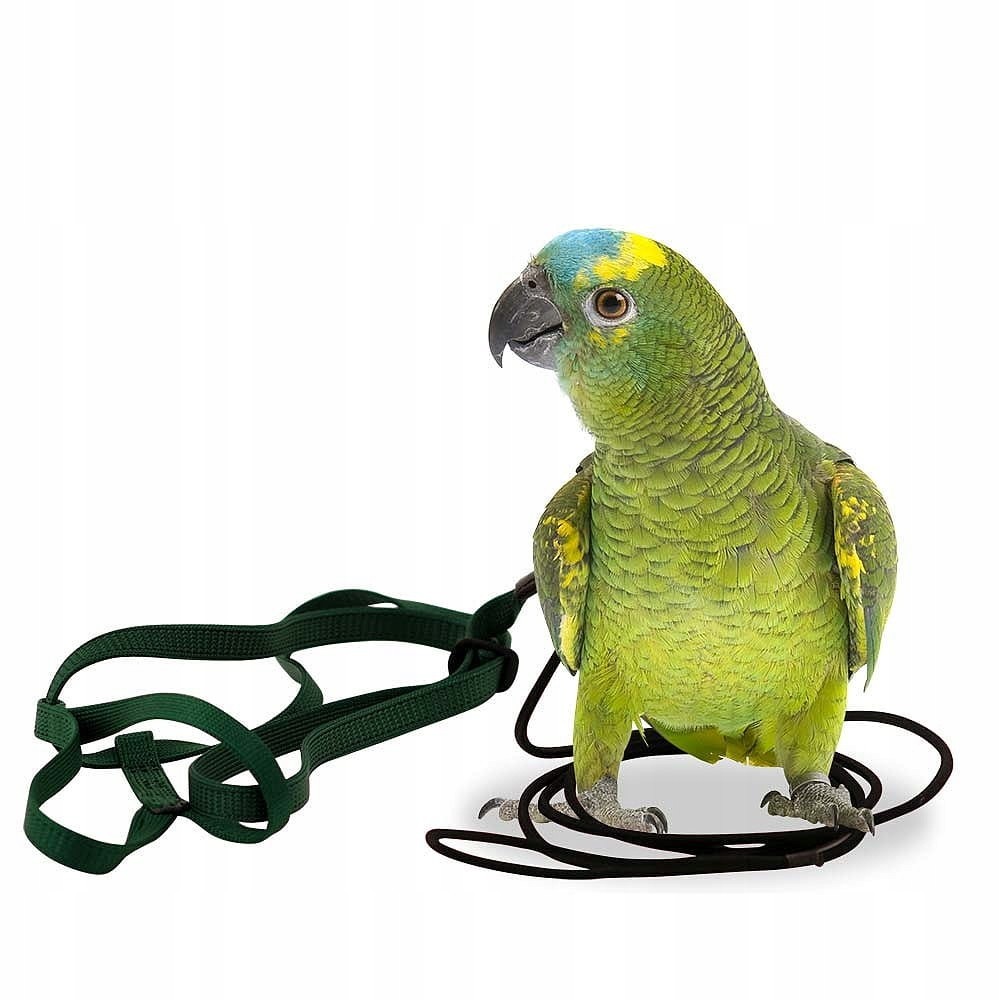 Postroj pro malé papoušky Aviator S modrý