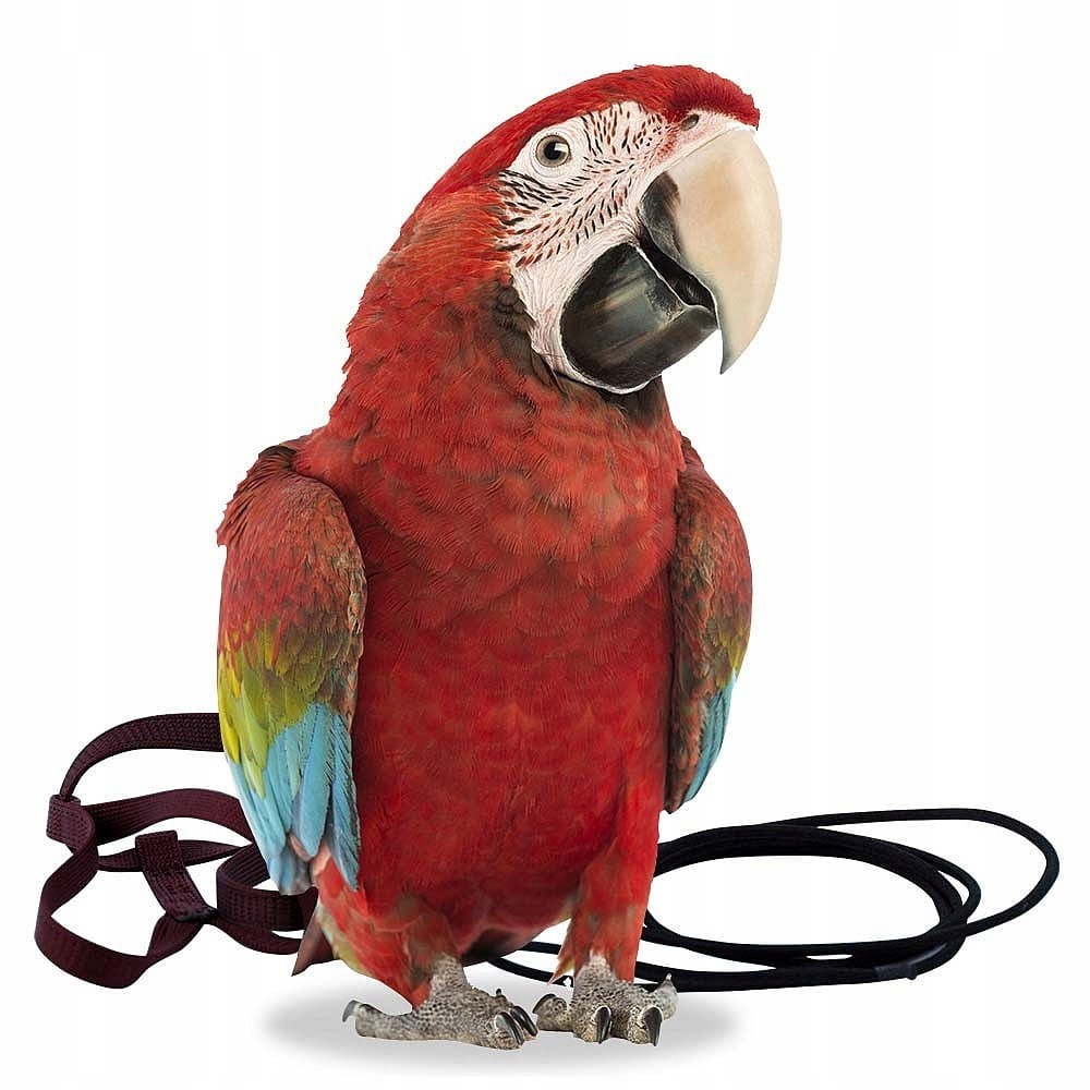 Aviator Postroj XL pro papoušky ptáků černý velký