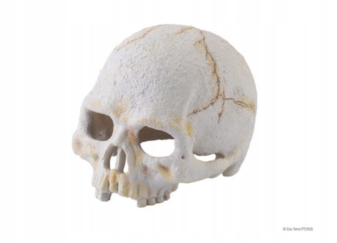 Exo Terra Primate Skull Mini Lebka
