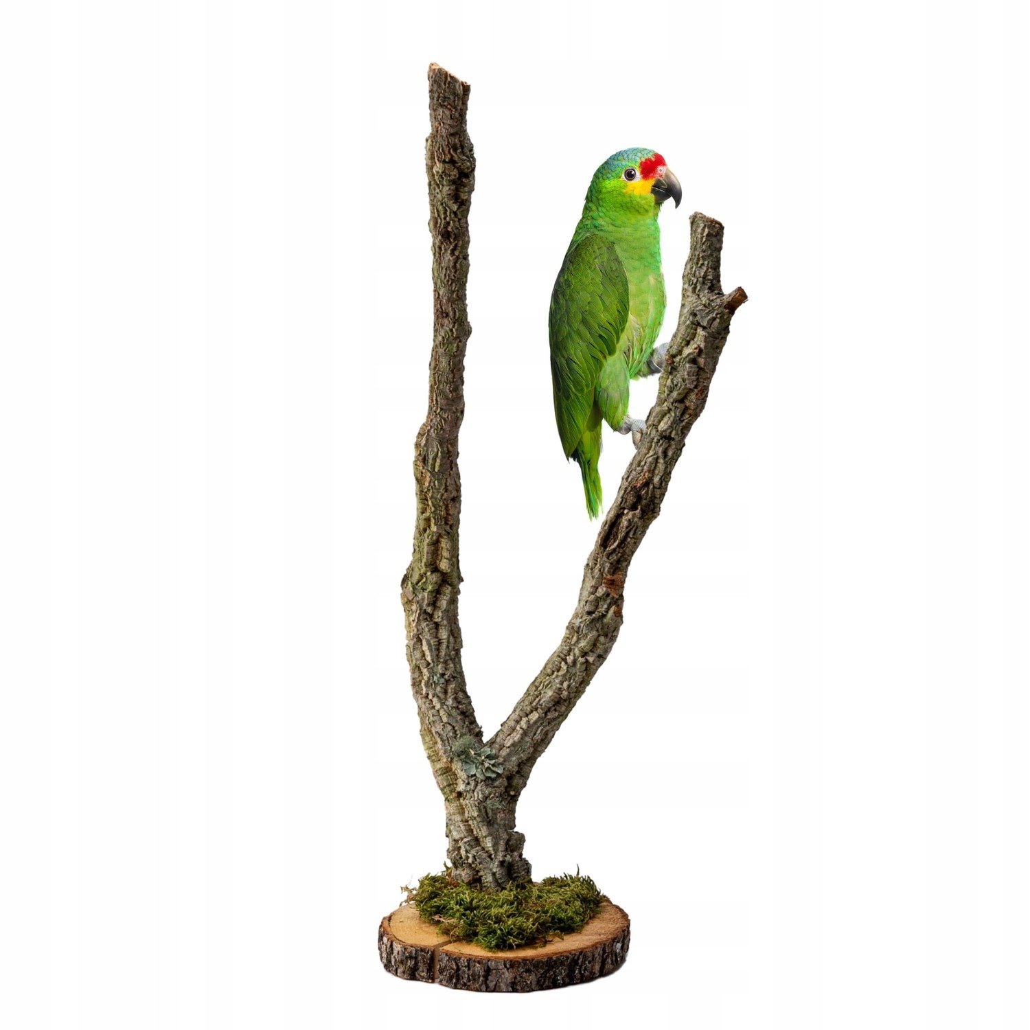 Stromek na podstavci Dub Korkový pro papoušky 60cm