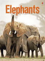 Elephants (Maclaine James)(Pevná vazba)