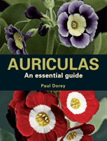 Auriculas - An Essential Guide (Dorey Paul)(Paperback / softback)