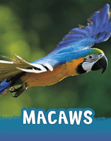 Macaws (Jaycox Jaclyn)(Paperback / softback)