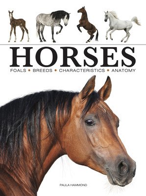 Horses (Hammond Paula)(Paperback)