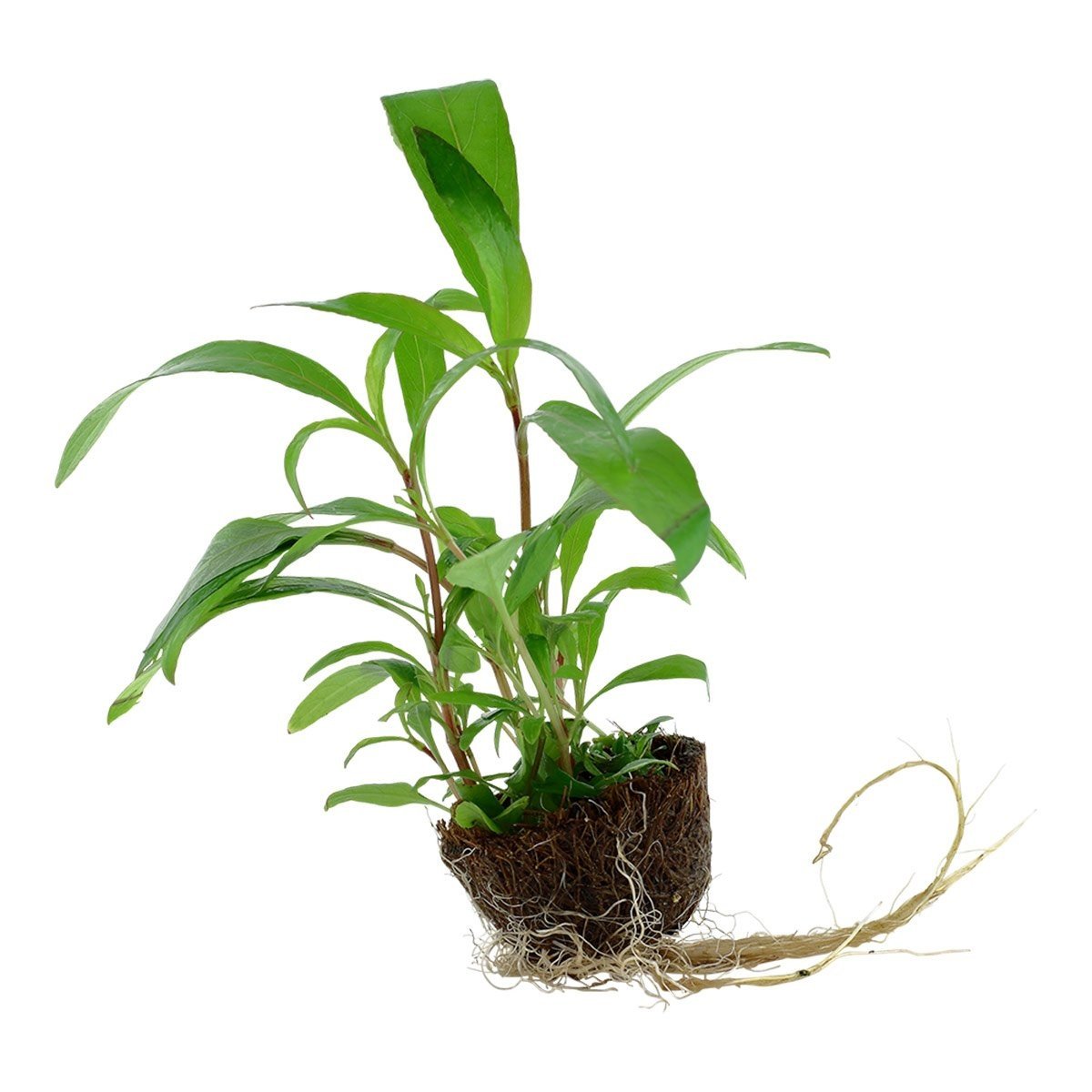 Tropica akvarijní rostlina Hygrophila corymbosa 'Siamensis 53B'