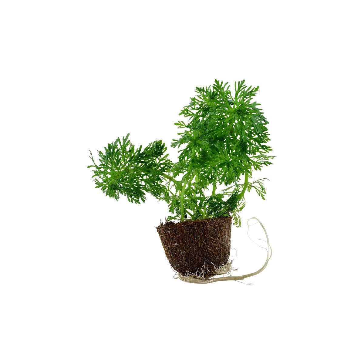 Tropica akvarijní rostlina Limnophila sessiliflora