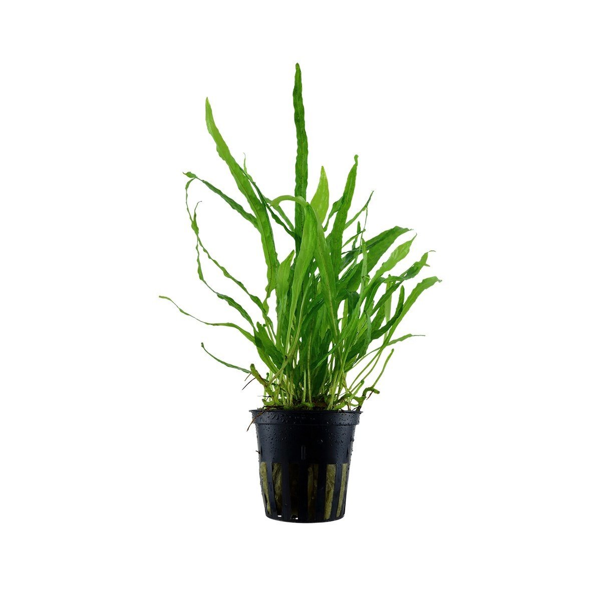 Tropica Microsorum pteropus 'Narrow‘ akvarijní rostlina