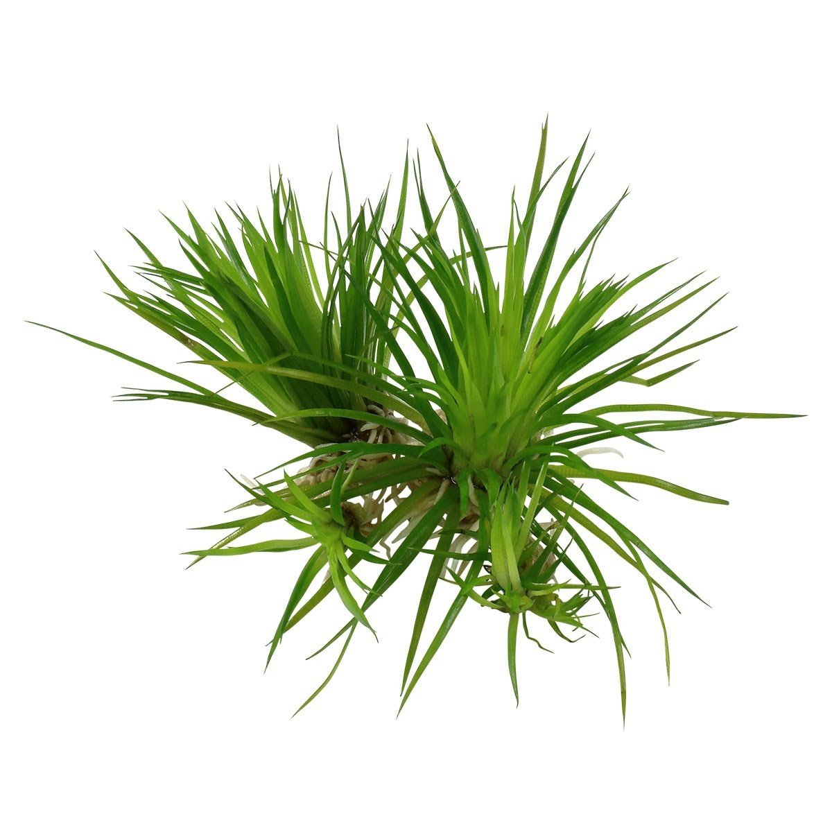 Tropica akvarijní rostlina Eriocaulon cinereum