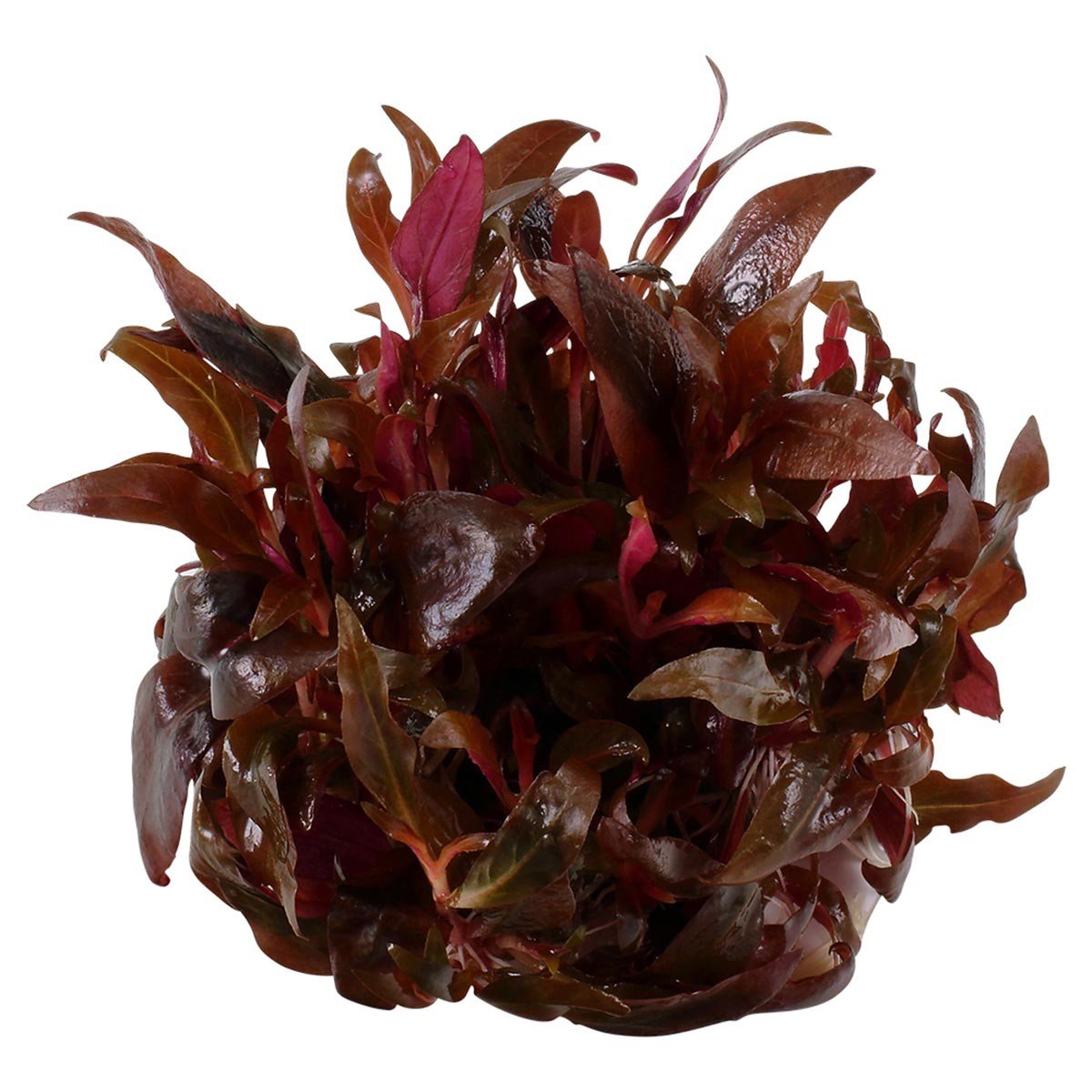 Tropica akvarijní rostlina Alternanthera reineckii 'Mini'