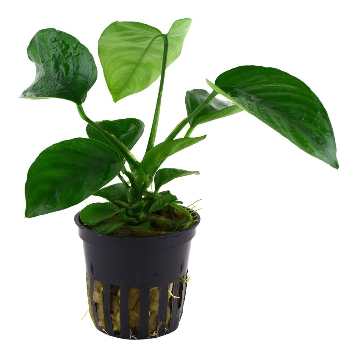 Tropica akvarijní rostlina Anubias barteri caladiifolia