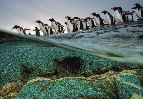 CLEMENTONI Puzzle National Geographic: Tučňáci gentoo se hromadně vrhají do moře 1000 dílků