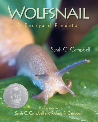 Wolfsnail: A Backyard Predator (Campbell Sarah C.)(Paperback)