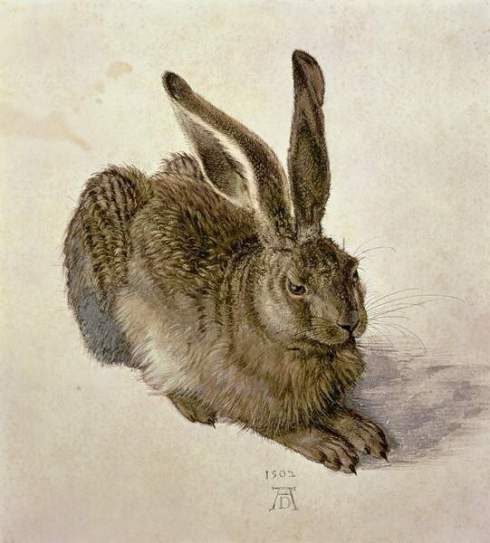 Albrecht Dürer Albrecht Dürer - Obrazová reprodukce Hare, 1502, (35 x 40 cm)